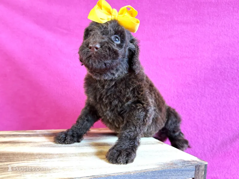 Newfypoo – Newfypoo puppy for sale in Britton, MI