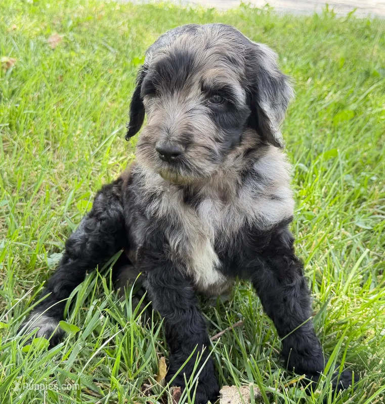 Newfypoo – Newfypoo puppy for sale in Britton, MI