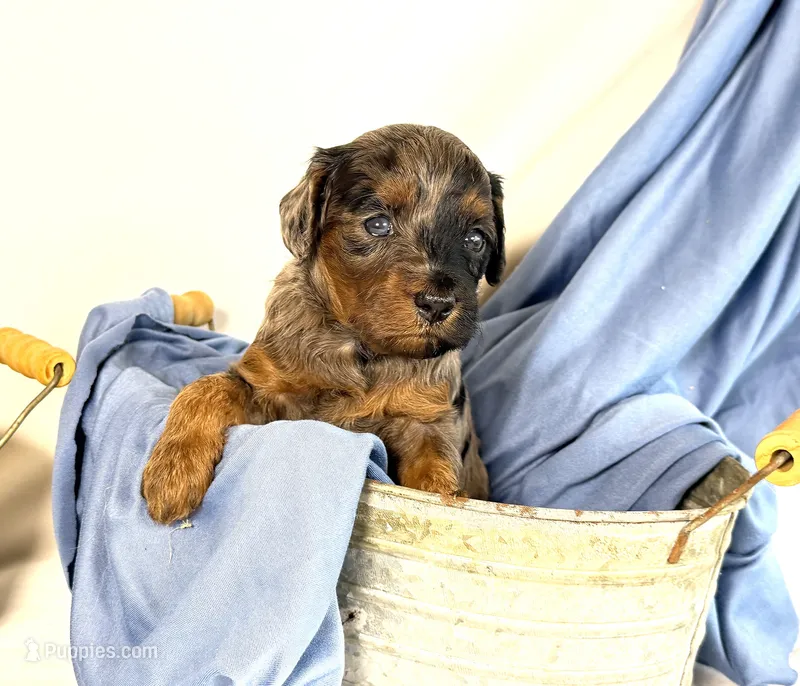 Cavapoo  – Cavapoo puppy for sale in Britton, MI
