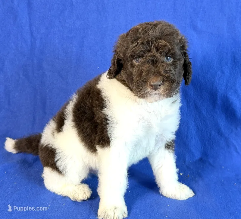 Newfypoo – Newfypoo puppy for sale in Britton, MI