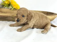 Cavapoo, a male Cavapoo for sale in Britton, MI – 4 of 5