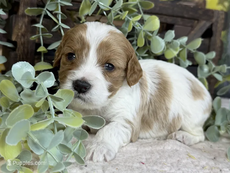 Cavapoo – Cavapoo puppy for sale in Britton, MI