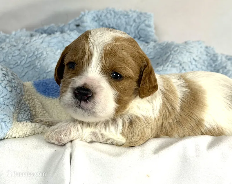 Cavapoo – Cavapoo puppy for sale in Britton, MI