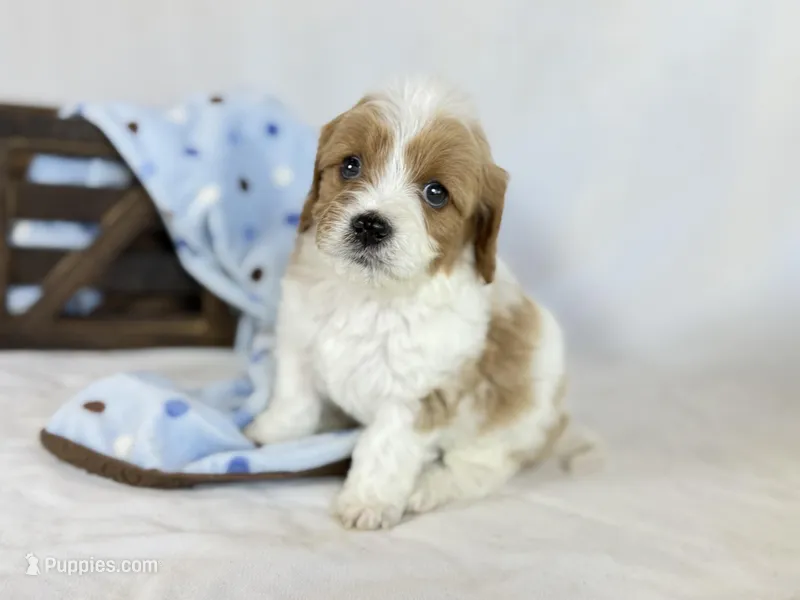 Cavapoo – Cavapoo puppy for sale in Britton, MI