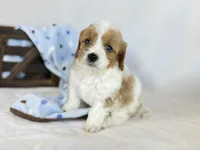 Cavapoo, a male Cavapoo for sale in Britton, MI – 4 of 9
