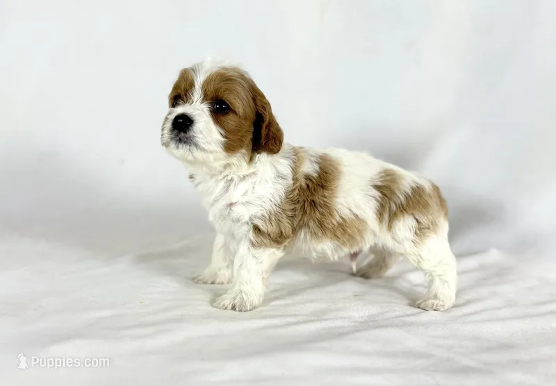 Cavapoo – Cavapoo puppy for sale in Britton, MI