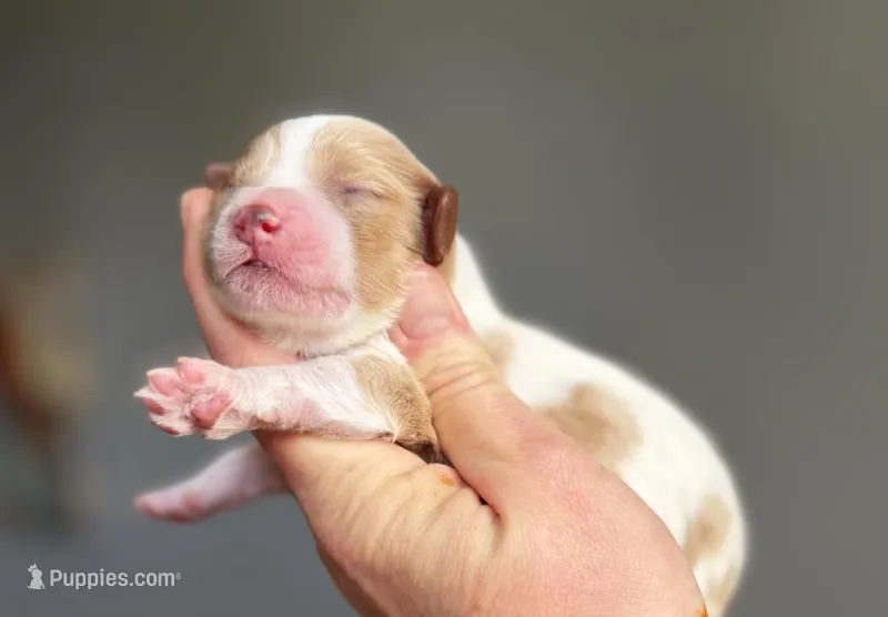 Cavapoo – Cavapoo puppy for sale in Britton, MI