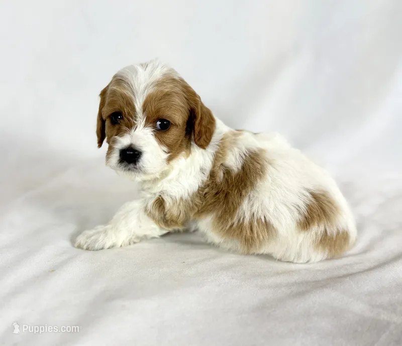 Cavapoo – Cavapoo puppy for sale in Britton, MI