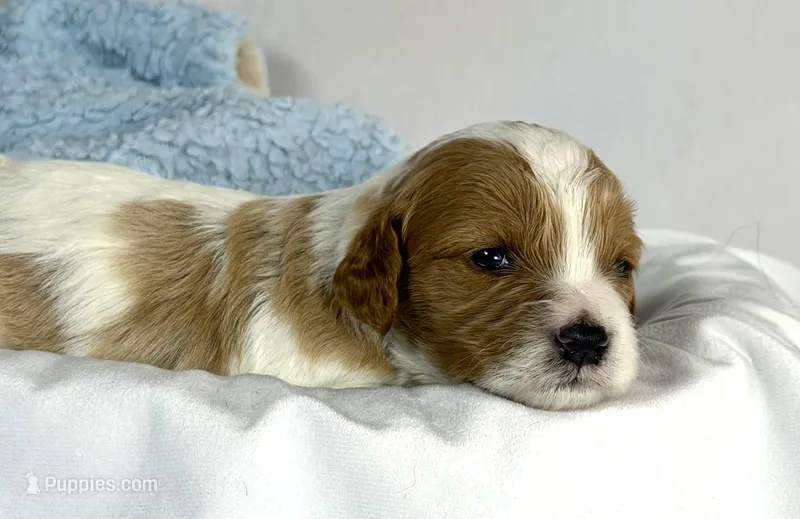 Cavapoo – Cavapoo puppy for sale in Britton, MI