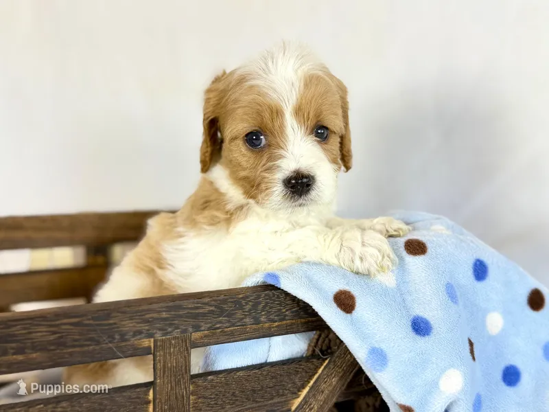 Cavapoo – Cavapoo puppy for sale in Britton, MI