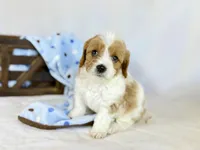 Cavapoo, a male Cavapoo for sale in Britton, MI – 3 of 9