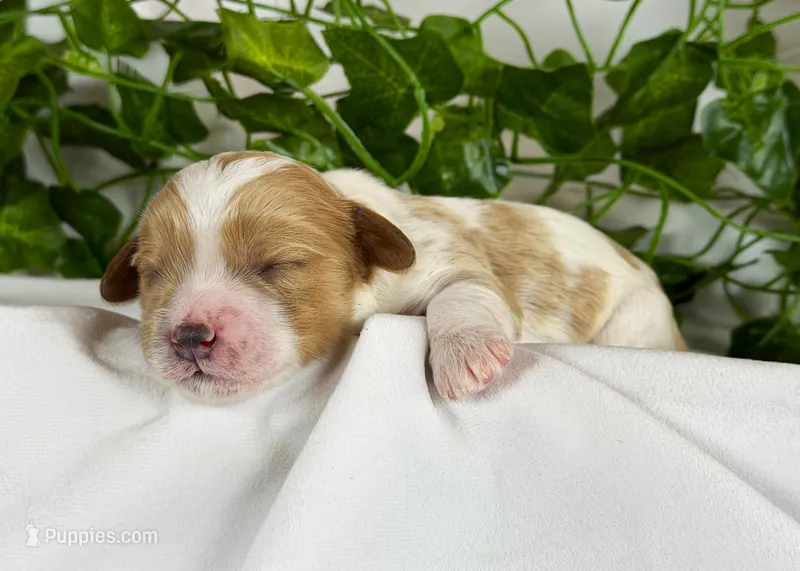 Cavapoos – Cavapoo puppy for sale in Britton, MI