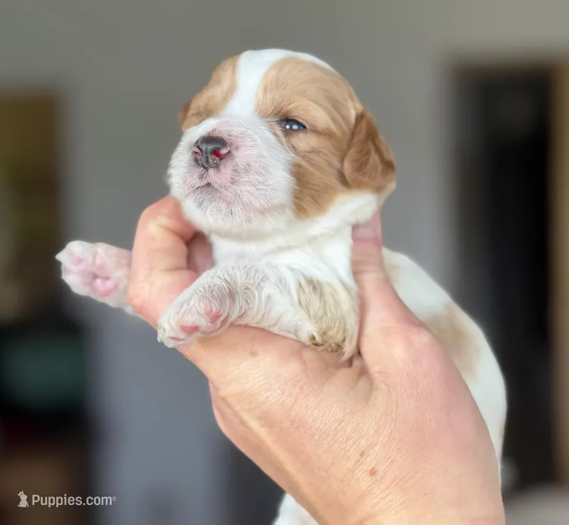 Cavapoo – Cavapoo puppy for sale in Britton, MI