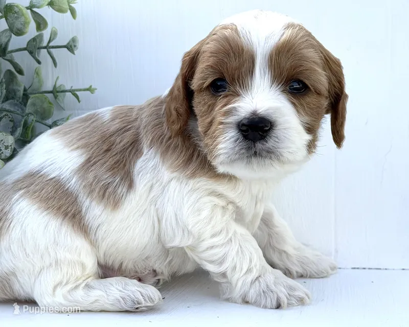Cavapoo – Cavapoo puppy for sale in Britton, MI
