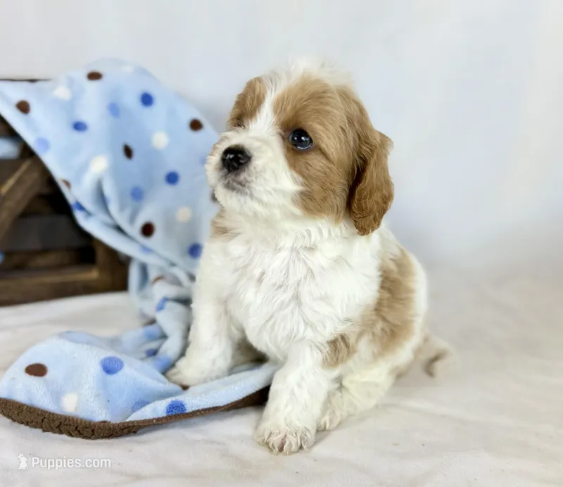 Cavapoo – Cavapoo puppy for sale in Britton, MI