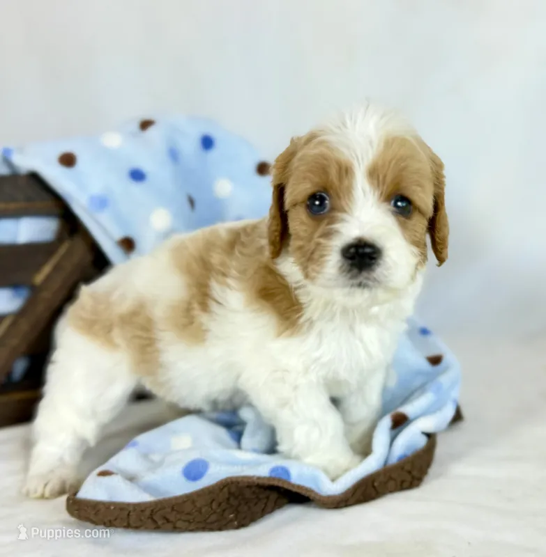 Cavapoo – Cavapoo puppy for sale in Britton, MI