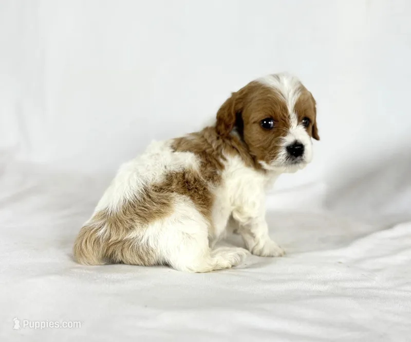 Cavapoo – Cavapoo puppy for sale in Britton, MI