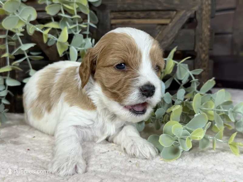 Cavapoo – Cavapoo puppy for sale in Britton, MI