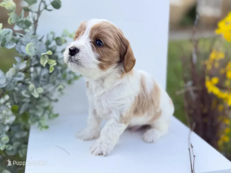 Cavapoo – Cavapoo puppy for sale in Britton, MI