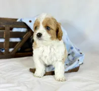Cavapoo, a male Cavapoo for sale in Britton, MI – 5 of 9