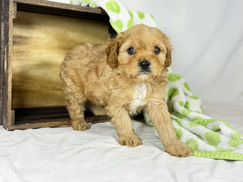 Cavapoo – Cavapoo puppy for sale in Britton, MI