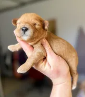 Cavapoo, a male Cavapoo for sale in Britton, MI – Photo 1 of 2