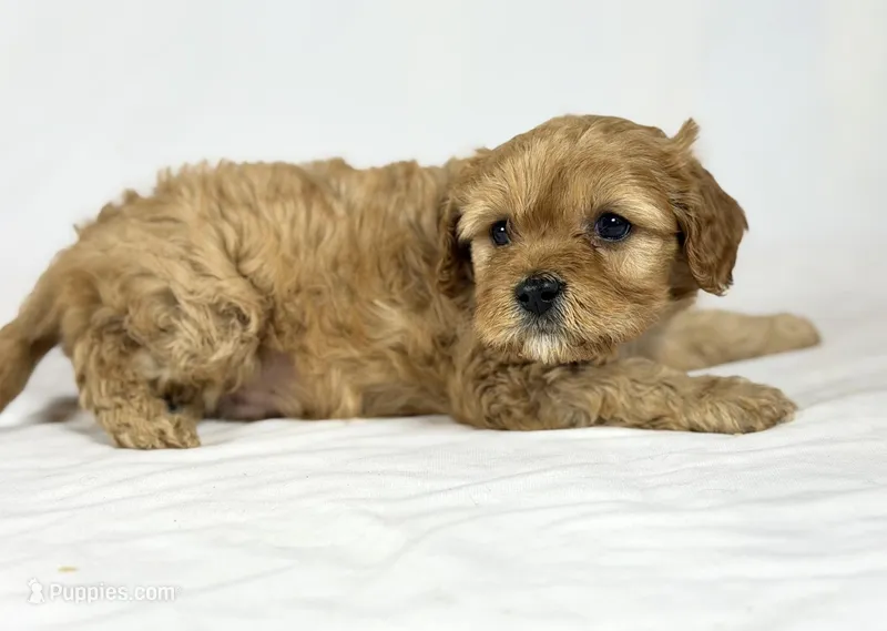 Cavapoo – Cavapoo puppy for sale in Britton, MI