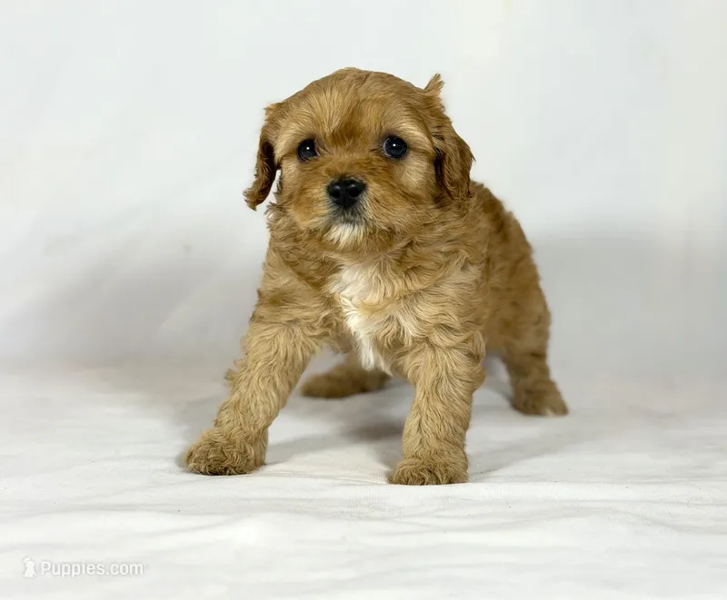 Cavapoo – Cavapoo puppy for sale in Britton, MI