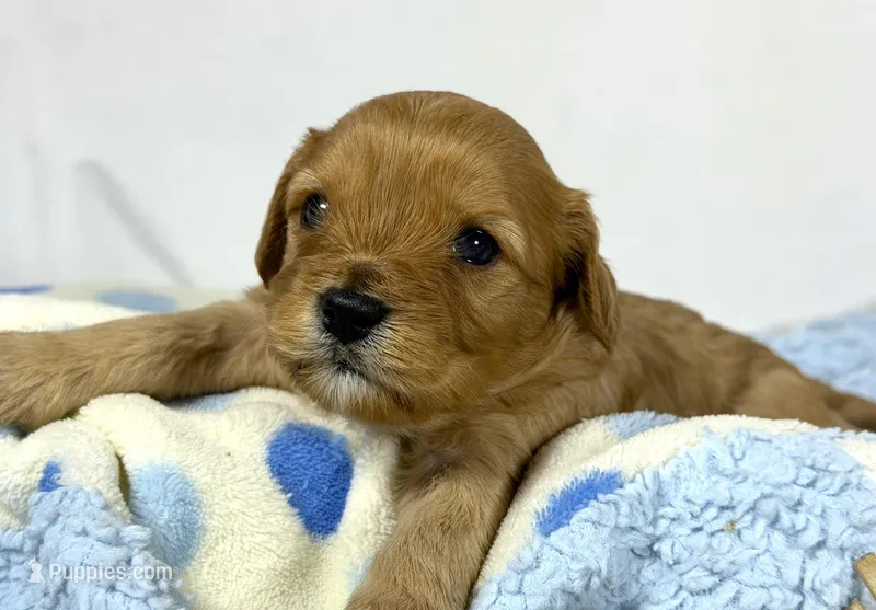 Cavapoo – Cavapoo puppy for sale in Britton, MI