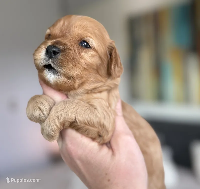 Cavapoo – Cavapoo puppy for sale in Britton, MI