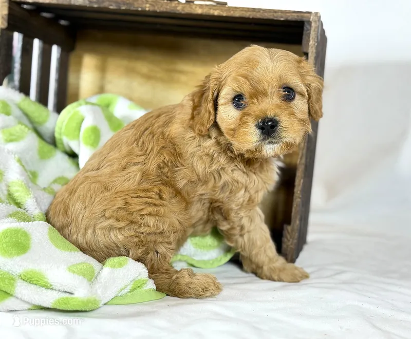 Cavapoo – Cavapoo puppy for sale in Britton, MI