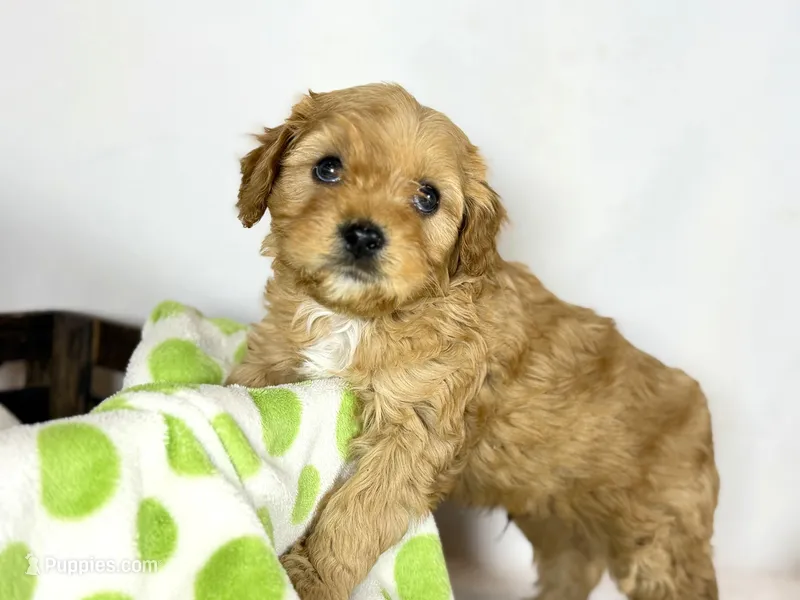 Cavapoo – Cavapoo puppy for sale in Britton, MI