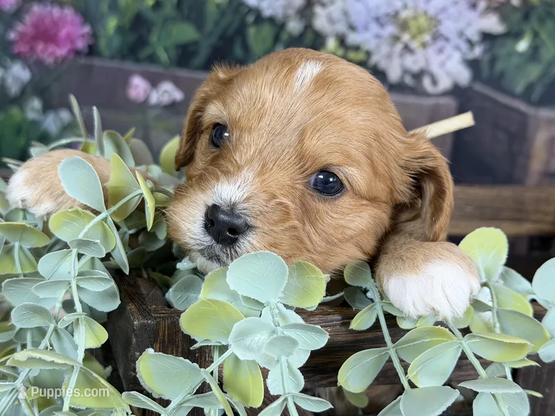 Cavapoo – Cavapoo puppy for sale in Britton, MI