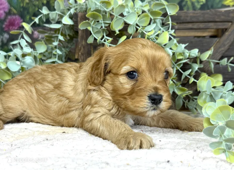 Cavapoo – Cavapoo puppy for sale in Britton, MI
