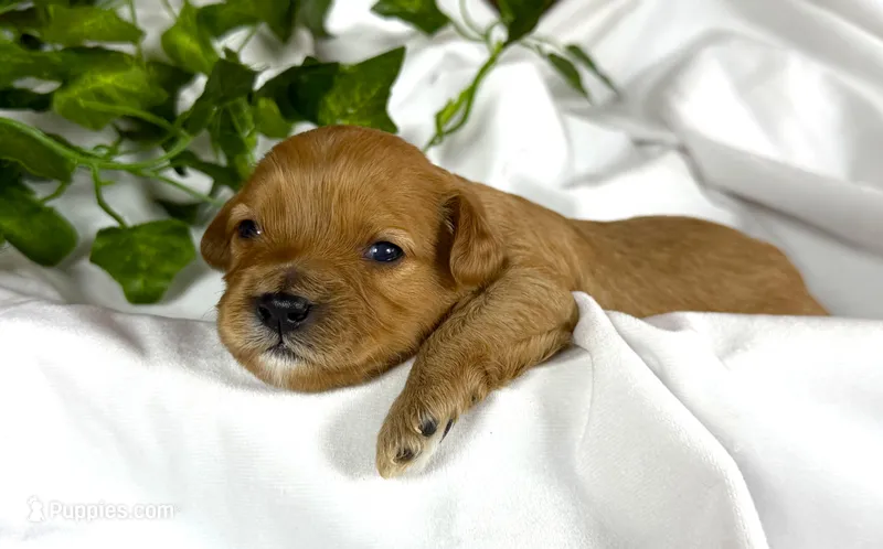 Cavapoos – Cavapoo puppy for sale in Britton, MI