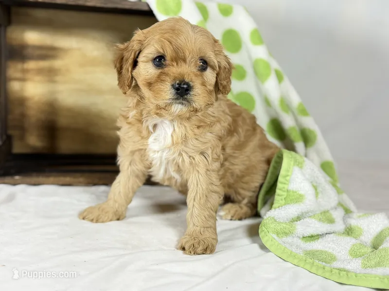 Cavapoo – Cavapoo puppy for sale in Britton, MI