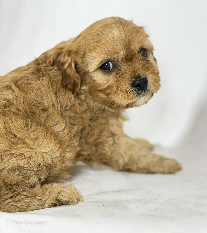 Cavapoo – Cavapoo puppy for sale in Britton, MI