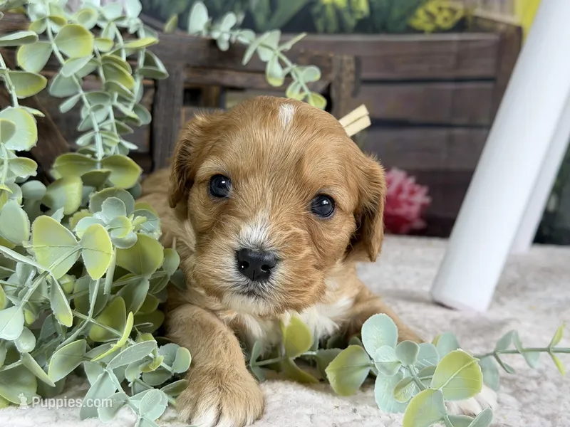 Cavapoo – Cavapoo puppy for sale in Britton, MI