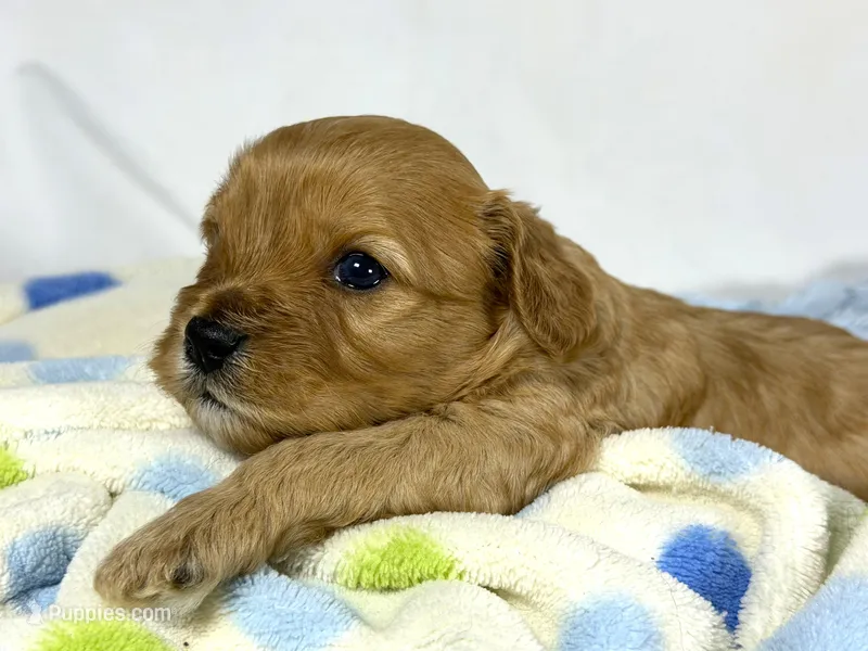 Cavapoo – Cavapoo puppy for sale in Britton, MI