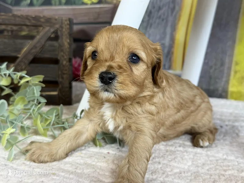 Cavapoo – Cavapoo puppy for sale in Britton, MI