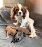 Cavapoo, a male Cavapoo for sale in Britton, MI – Photo 2 of 2