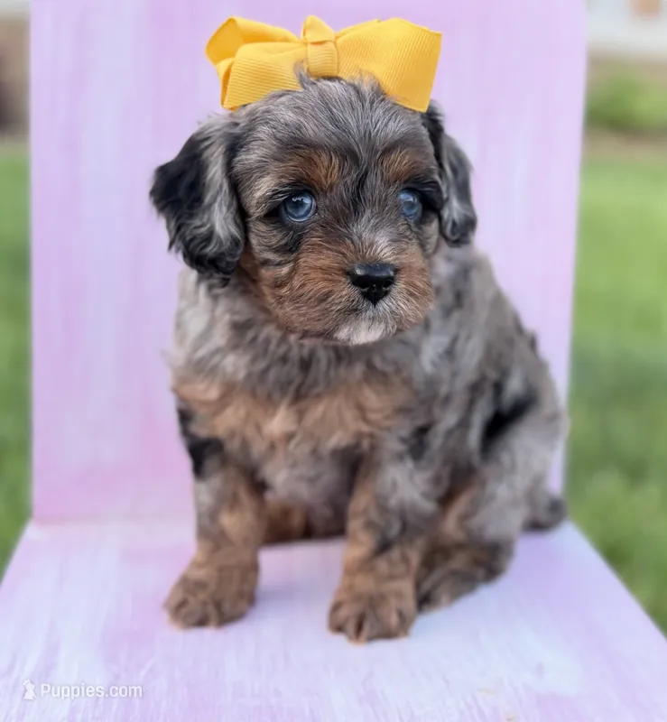 Cavapoo – Cavapoo puppy for sale in Britton, MI