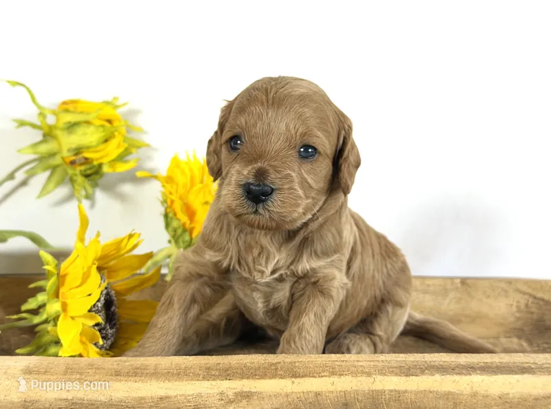 Cavapoo – Cavapoo puppy for sale in Britton, MI