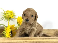 Cavapoo, a male Cavapoo for sale in Britton, MI – 1 of 5