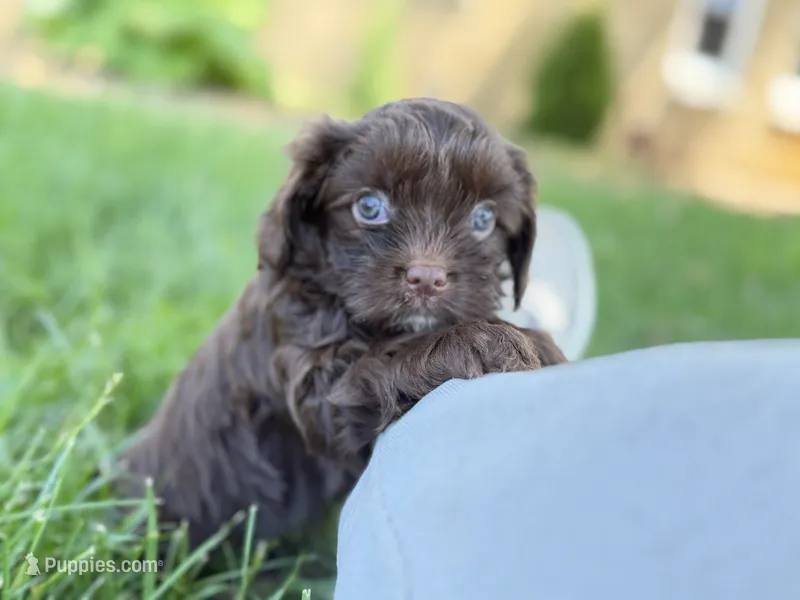 Cavapoo mix – Cavapoo puppy for sale in Britton, MI