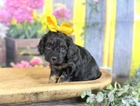 Cavapoo, a female Cavapoo for sale in Britton, MI – 2 of 3