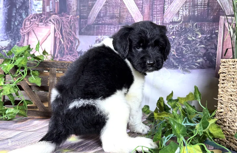 Newfypoo – Newfypoo puppy for sale in Britton, MI