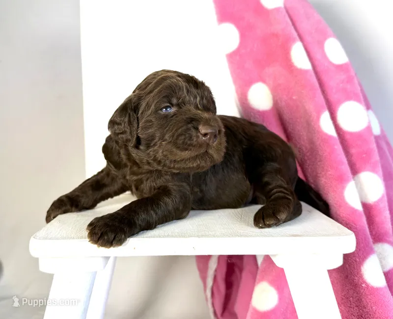 Newfypoo – Newfypoo puppy for sale in Britton, MI