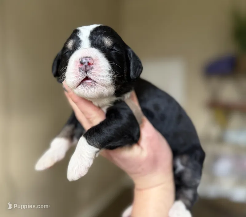 Bernedoodles – Bernedoodle puppy for sale in Britton, MI