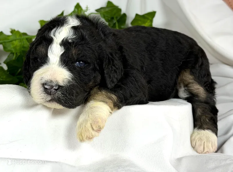 Bernedoodles – Bernedoodle puppy for sale in Britton, MI